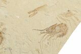 2.9" Cretaceous Crusher Fish (Coccodus) With 14 Shrimp - Lebanon - #202115-4